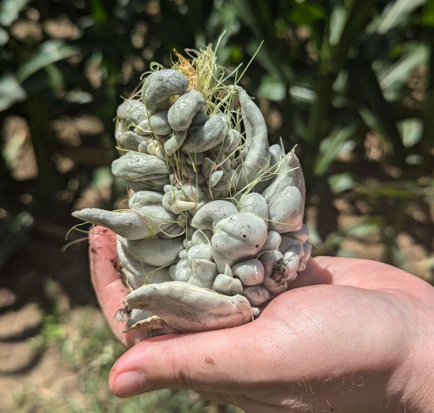 Big chunk of huitlacoche found in the "wild." This is what you're looking for if you go smut hunting.