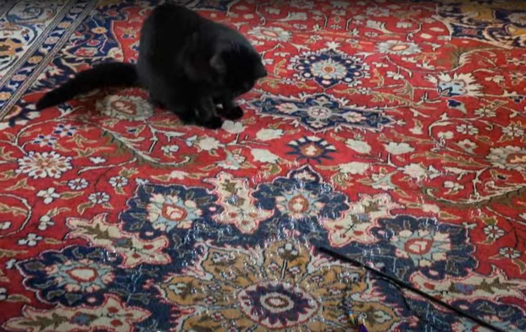 My cat inspecting soap bubbles on the carpet